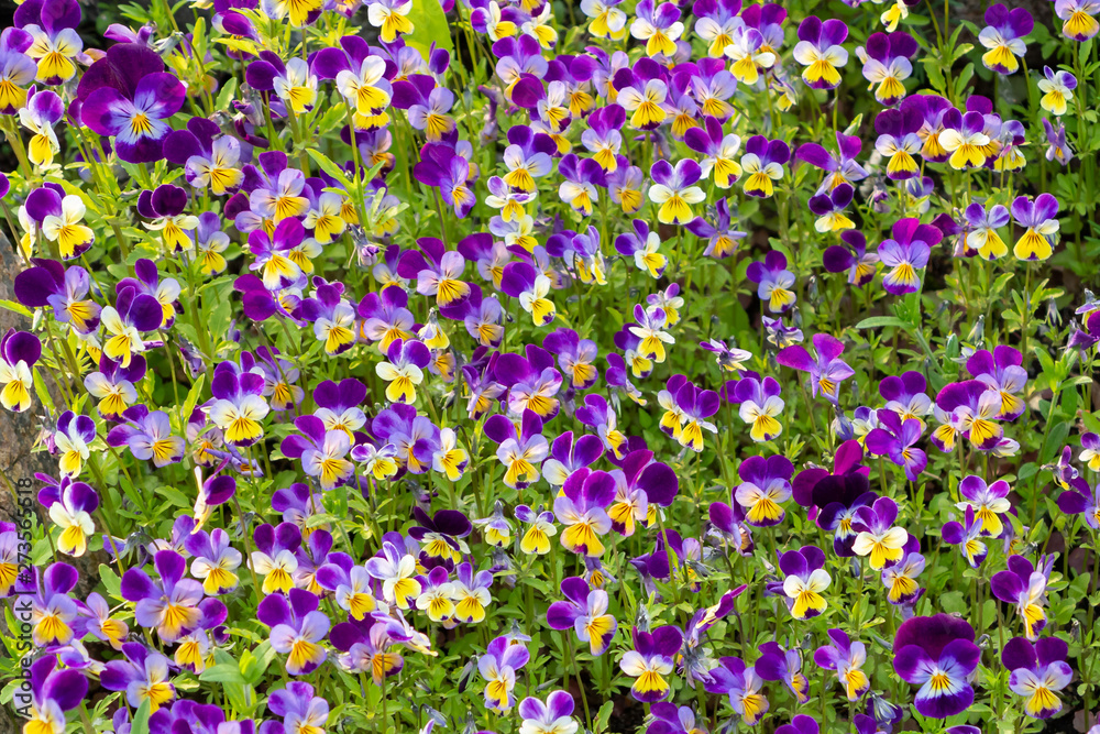 Naklejka premium large group of perennial yellow-violet Viola cornuta, known as horned pansy or horned violet
