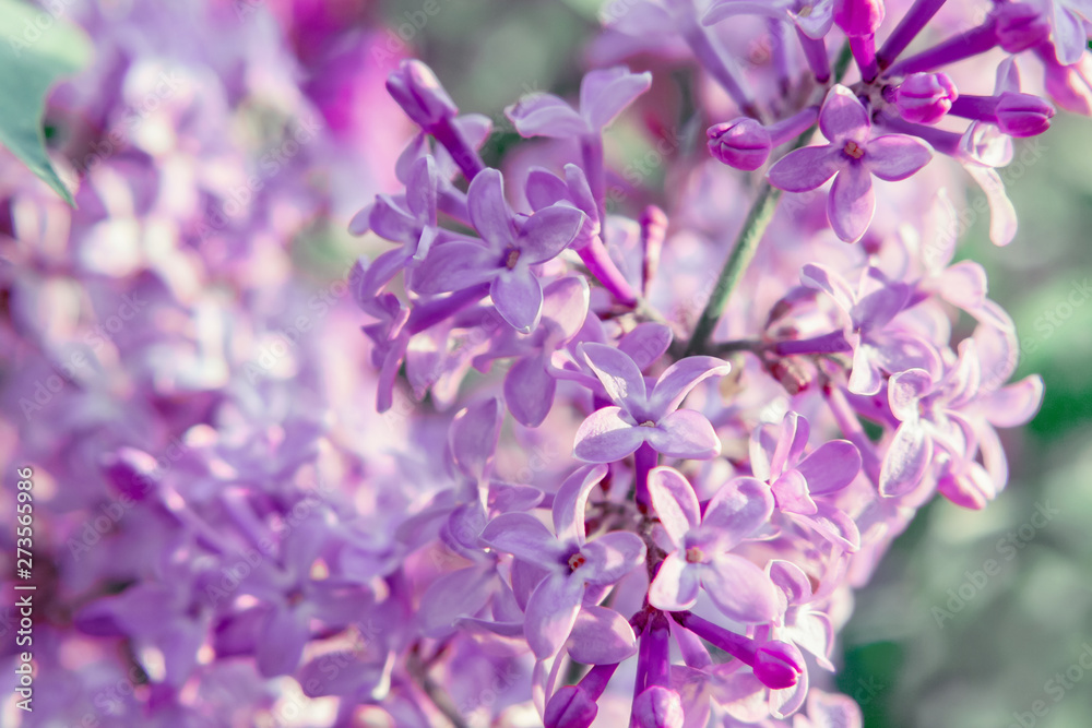 flowering branch of lilac in the spring garden close up flowering branch of lilac in the spring garden close up