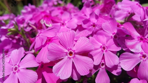Close up view of several pink flowers under sunlight with pink petals © Photochowk