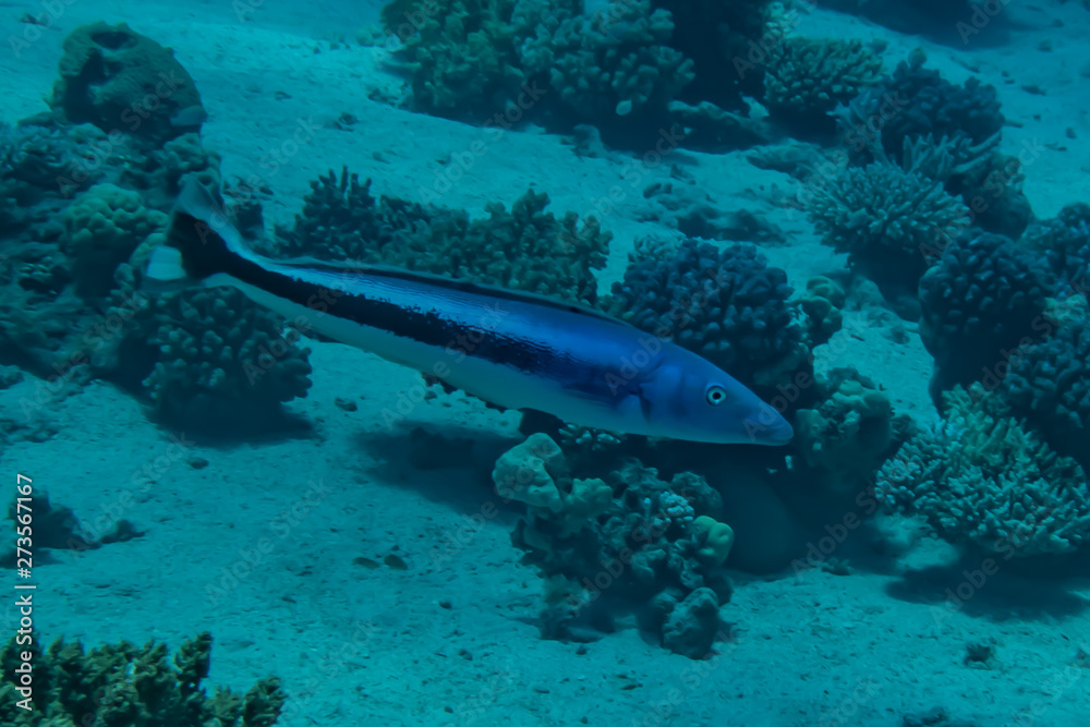 Fototapeta premium Fish swim in the Red Sea, colorful fish, Eilat Israel
