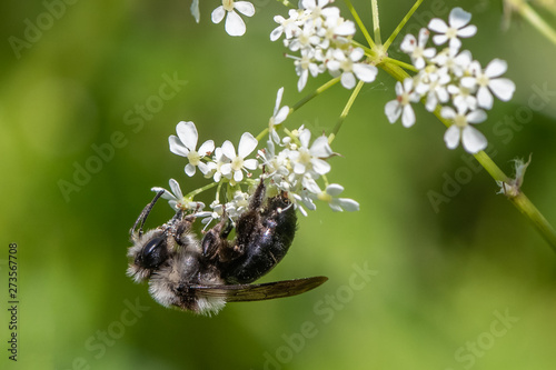 Photography Ashy mining bee (Andrena cineraria)