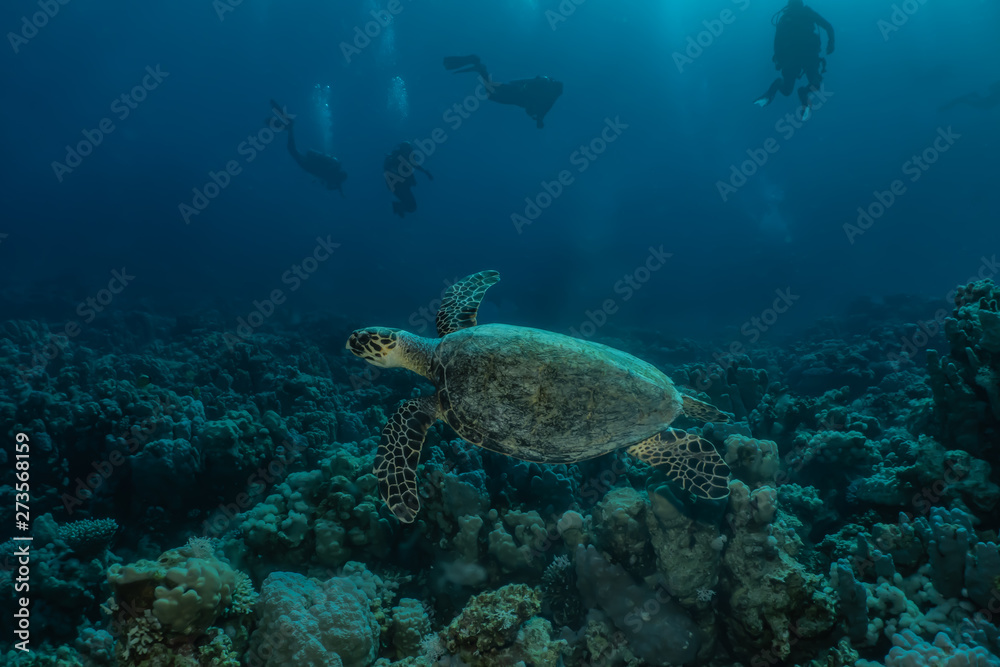 Fototapeta premium Hawksbill sea turtle in the Red Sea, dahab, blue lagoon sinai
