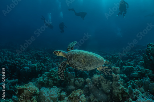Fototapeta Naklejka Na Ścianę i Meble -  Hawksbill sea turtle in the Red Sea, dahab, blue lagoon sinai