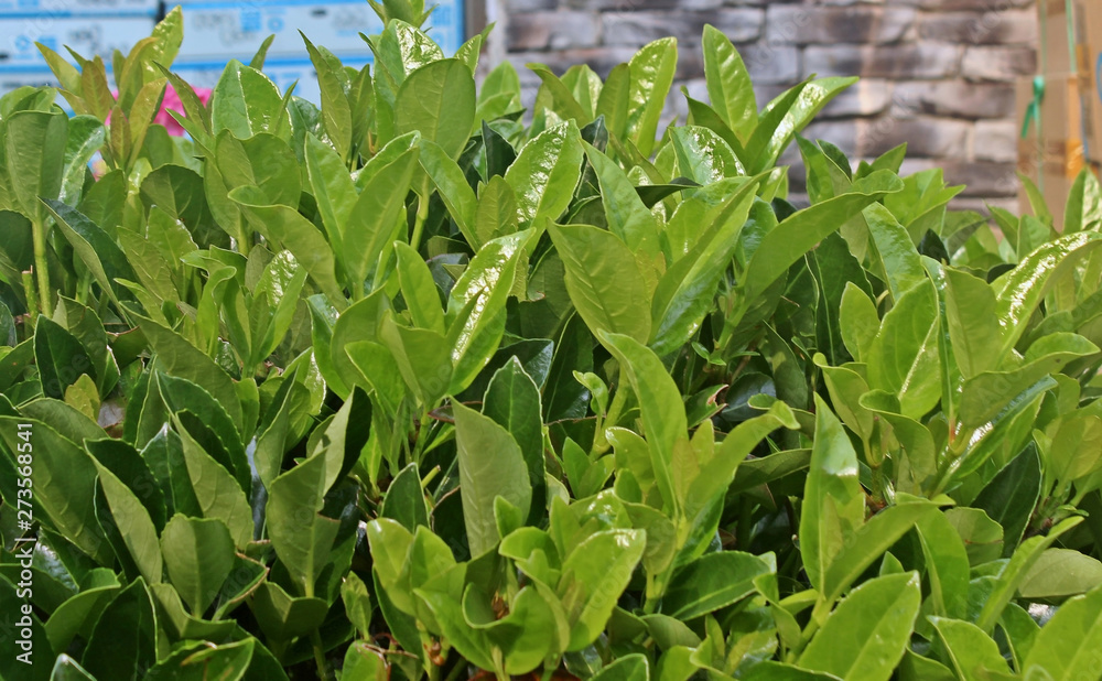 Obraz premium 화단에 광나무잎