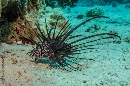 Lion fish in the Red Sea colorful fish, Eilat Israel