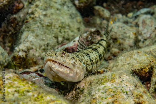 Snake Eel in the Red Sea Colorful and beautiful  Eilat Israel