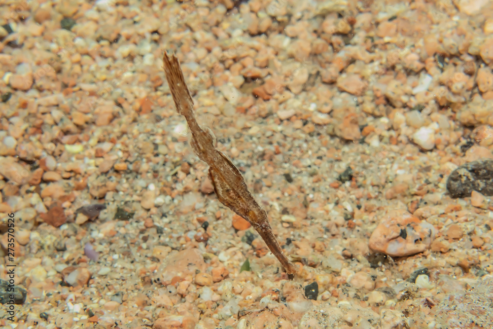 Fish swim in the Red Sea, colorful fish, Eilat Israel