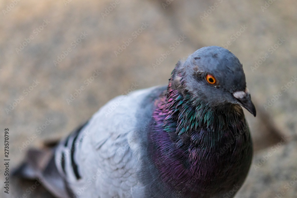 Obraz premium pigeon