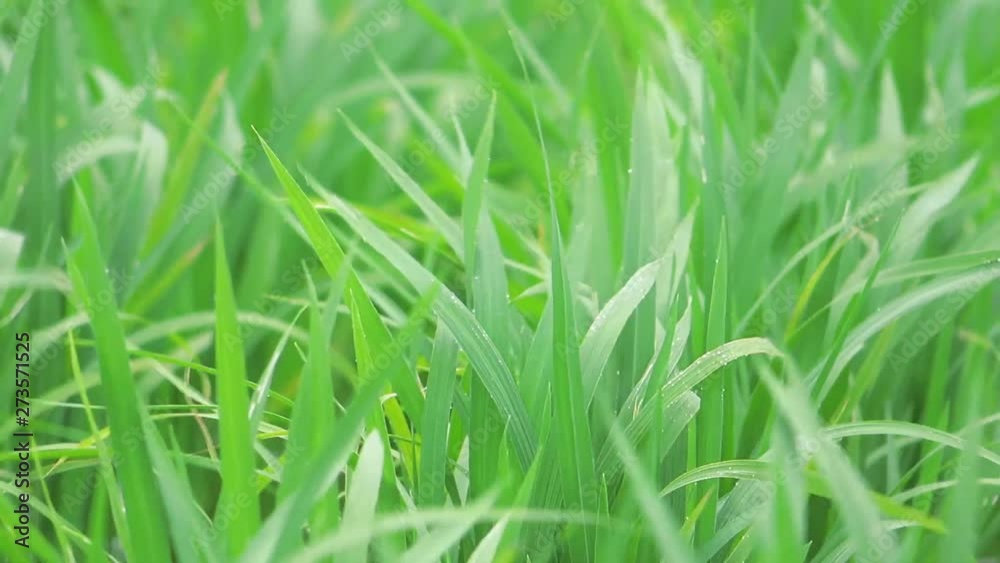 日本の田園風景 田植えの後 苗 水田 日本の田園風景 田植えの後 苗 水田