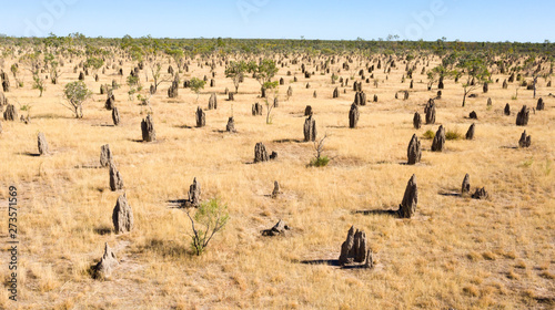 termite mound near Normanton, Queensland, Australia.