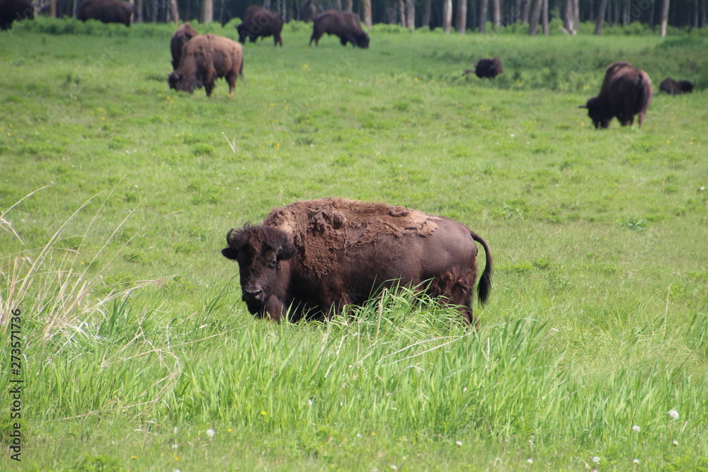 Bison In The Grass, Elk Island National Park, Alberta