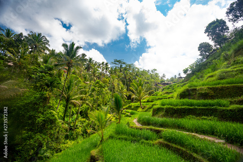 Rice fields in Tegalalang, Bali 
