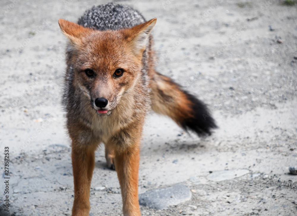 a wild little grey and red fox walking and looking at a wild little grey and red fox walking and looking at