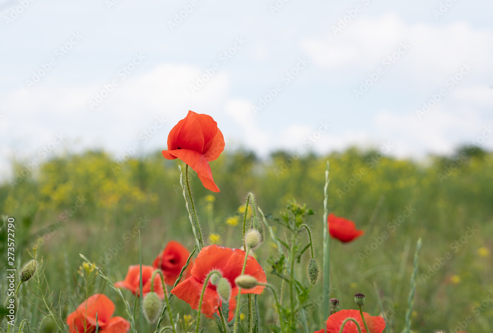 Naklejka premium field of poppies
