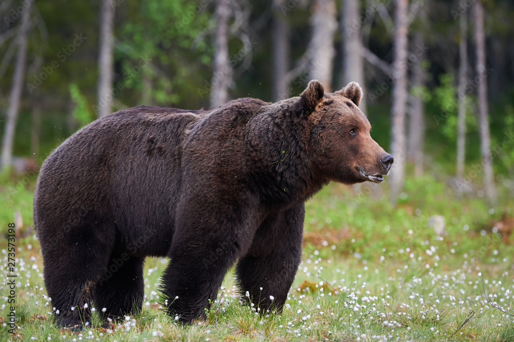 Big brown bear (Ursus arctos) in the forest