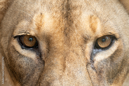 female lion eyes close up