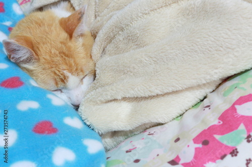 Old ginger cat laid on his bed keeping himself warm and triyng to sleep. Green eyes, skinny cat, fluffy, good boy © Melina