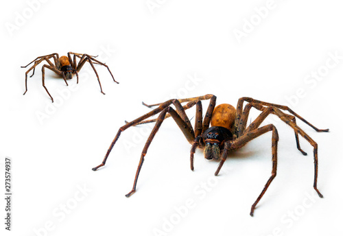 Brown spider 8-pin predator, isolated on white. With copy area