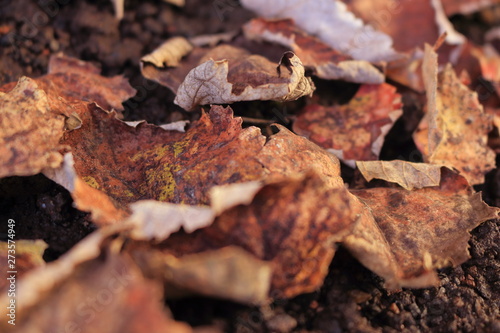 Dried leaves on the ground. Useful background. Autumn season around the corner. Surface of brown leaves material 