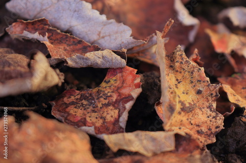 Dried leaves on the ground. Useful background. Autumn season around the corner. Surface of brown leaves material 