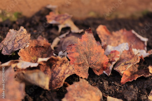 Dried leaves on the ground. Useful background. Autumn season around the corner. Surface of brown leaves material 