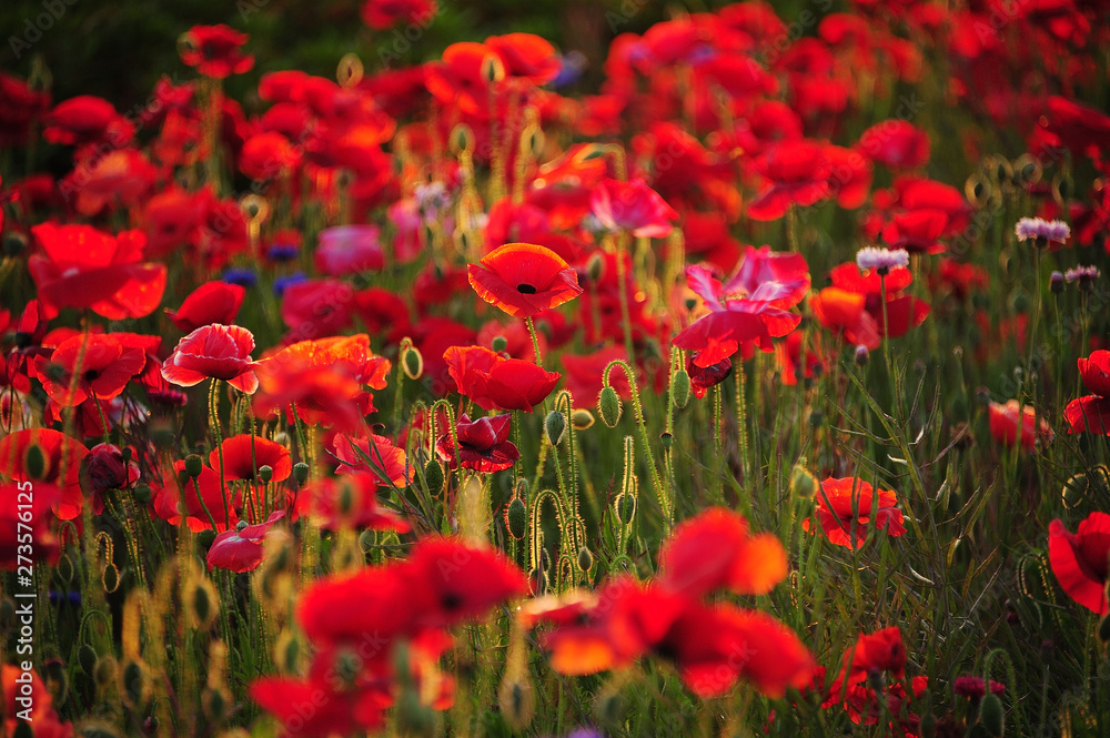 Obraz premium ポピー ポピー畑