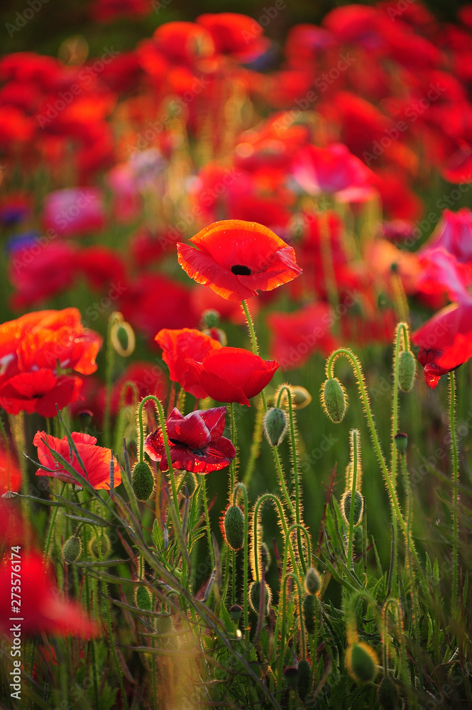 Obraz premium ポピー ポピー畑