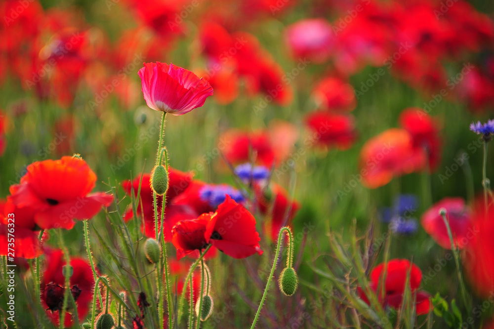 Obraz premium ポピー ポピー畑