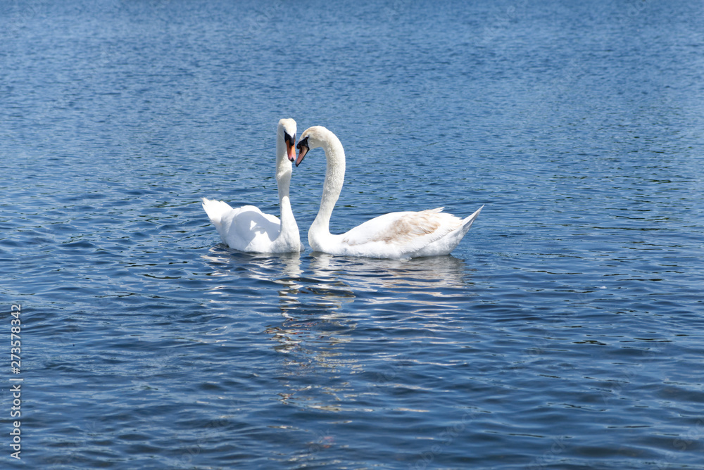 Two white swans floating on the lake in Hyde Park, London. They are looking at their front in same direction. Beautiful moment when they put their head next to each others look like heart shape.