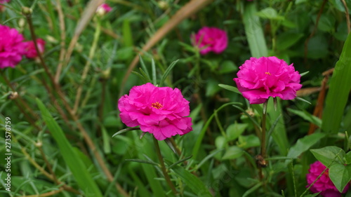 red flower in the garden