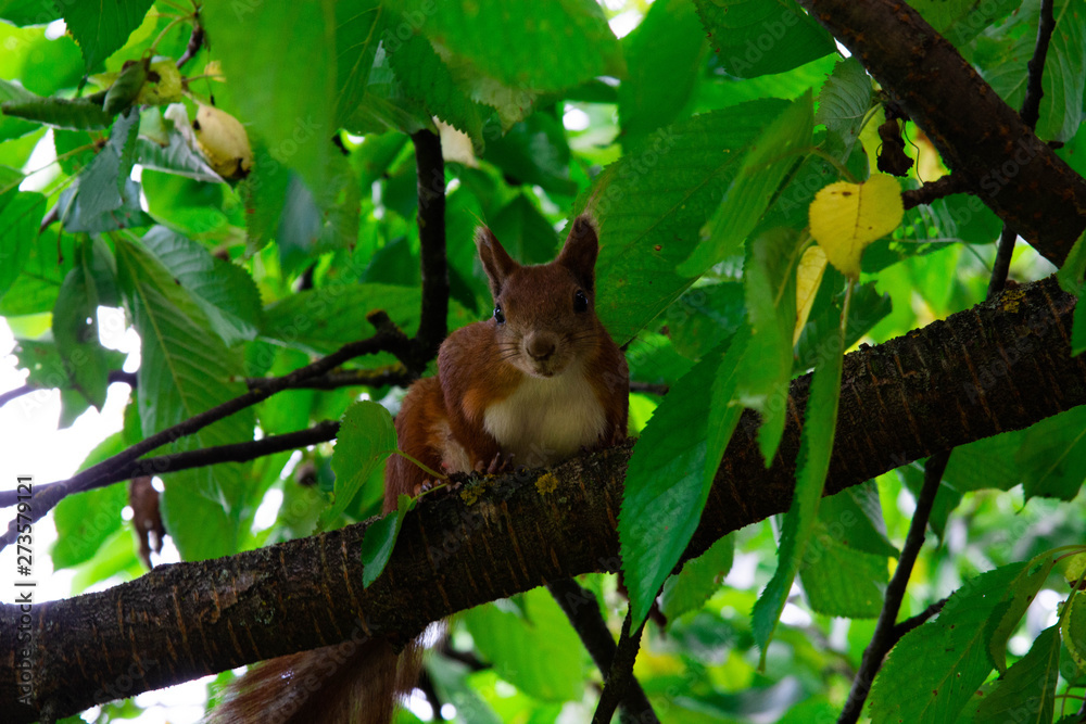 Squirrel on a tree eating red cherry Squirrel on a tree eating red cherry