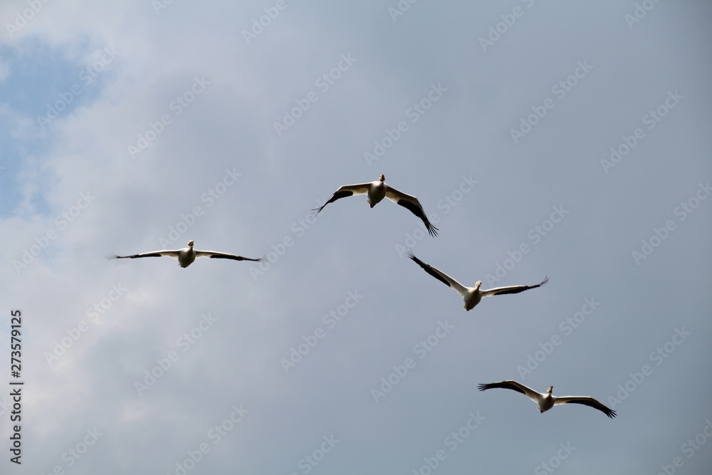 Pelicans In Flight, Elk Island National Park, Alberta