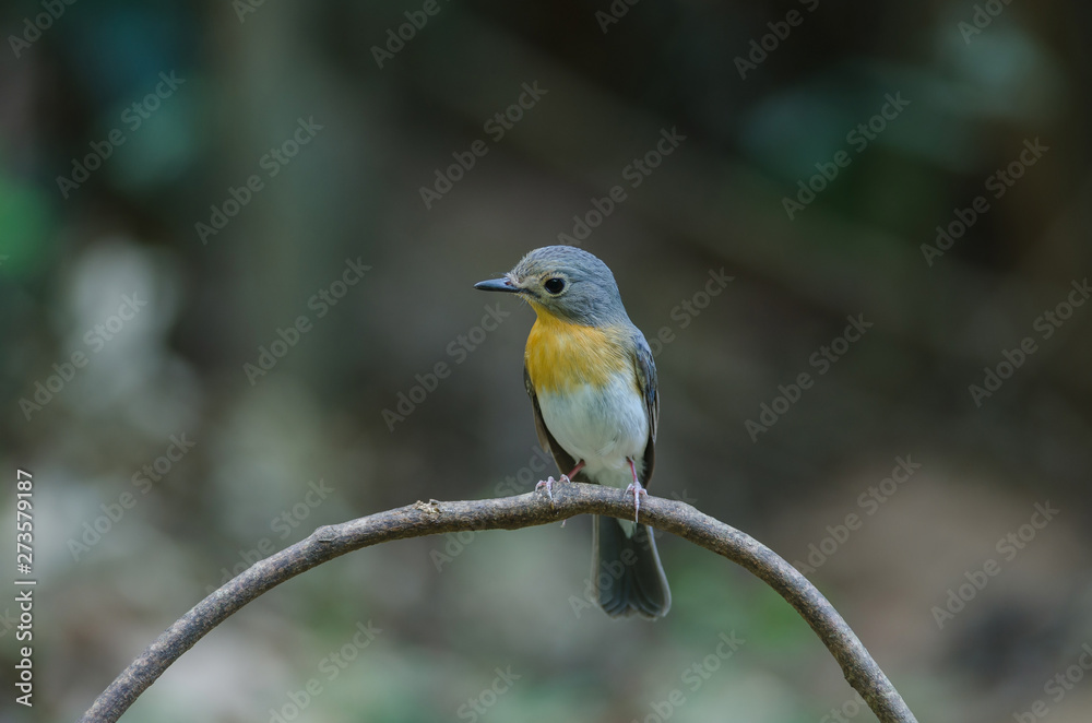 Tickell's blue-flycatcher perching on a branch