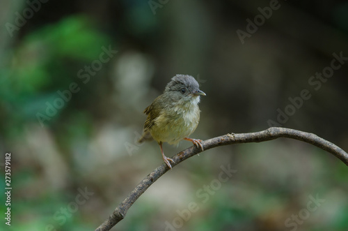 Brown-cheeked Fulvetta, Grey-eyed Fulvetta photo