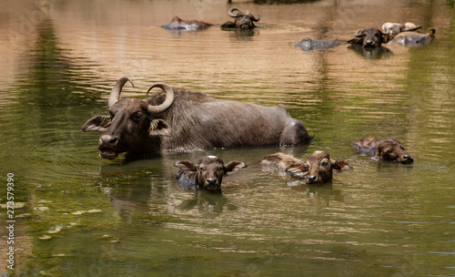 Water Buffalo Mother and Calves Lie in Deep Water. © mindstorm