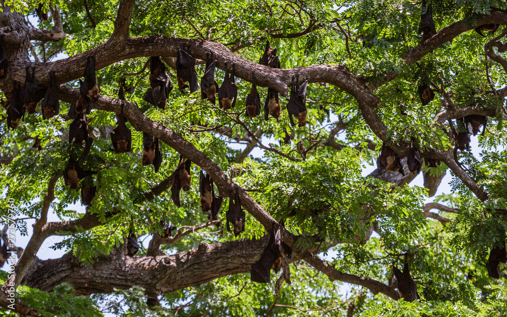 Fototapeta premium Large Bats Hang From Trees During Day From Trees in Sri Lanka.