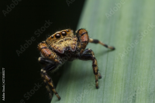 jumping spider in nature