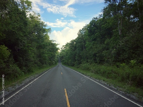 On the road in forest nature landscapes