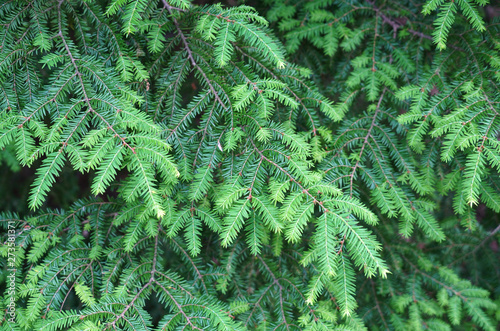 pine tree leaves natural green background