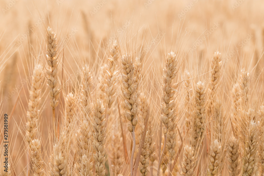 Ripe wheat in the fields