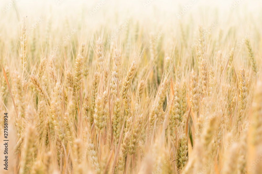 Ripe wheat in the fields