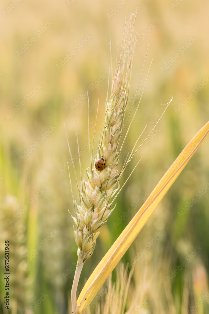 Fototapeta premium Ripe wheat in the fields
