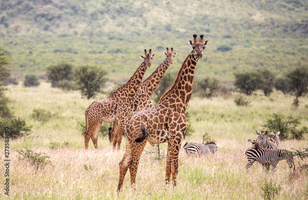 Obraz premium Masai giraffe in nature