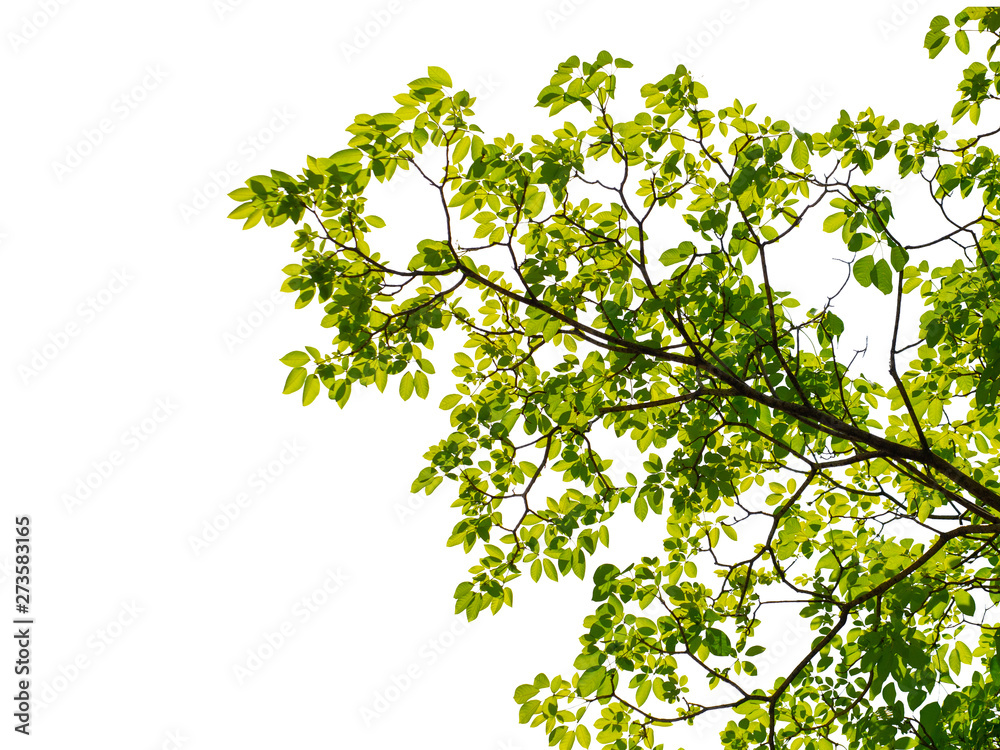 Green leaf and branches on white using as background and wallpaper Green leaf and branches on white using as background and wallpaper