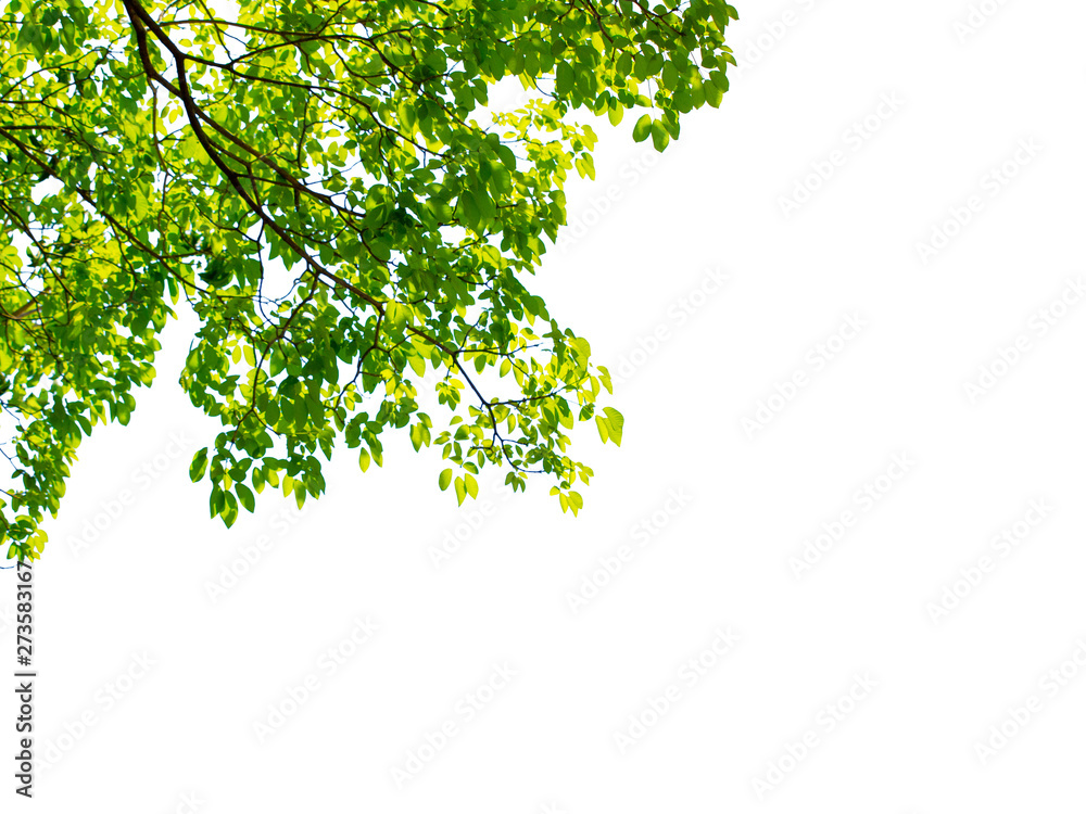 Green leaf and branches on white using as background and wallpaper Green leaf and branches on white using as background and wallpaper