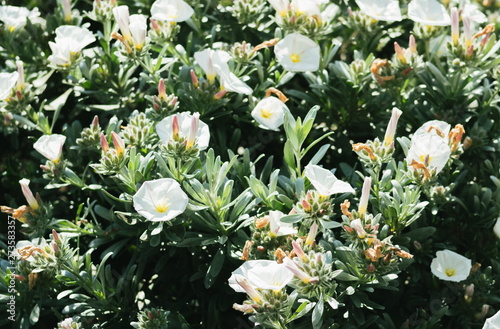 Convolvulus cneorum, also known as silverbush or shrubby bindweed, is a species of flowering plant in the family Convolvulaceae, which contains many plants described as 