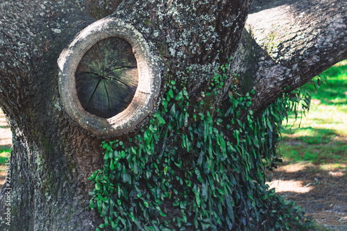 A large knot in the trunk of a tree with a leather leaf fern growing as an epiphyte.