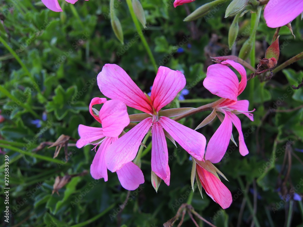 ピンク色の花 ピンク色の花