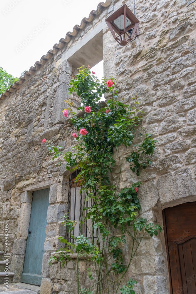Fototapeta premium Sauve, France - 06 06 2019: rosebush on house facade
