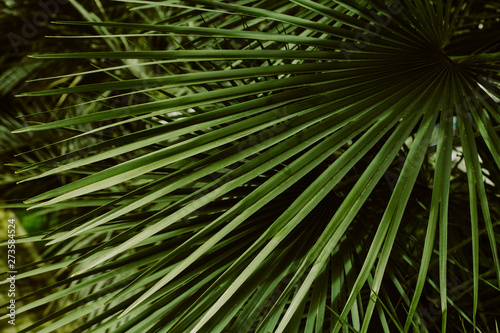 close up palm leaves , abstract tropical natural background